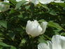 <i>P. ostii</i> T. Hong peony photo