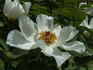 <i>P. ostii</i> T. Hong peony photo
