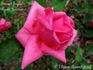 General-Superior Arnold Janssen rose photo
