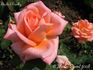 École d'Ecully® rose photo