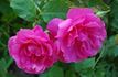 Nordhausen rose photo