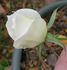 Bridal White ™ (floribunda, Warriner rose photo