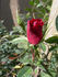 RBXLYN rose photo