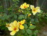 Sunny June rose photo