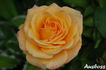 Golden Oldie rose photo