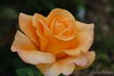 Golden Oldie rose photo
