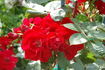 Tour Eiffel 2000 rose photo