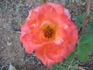 Apricot Gem rose photo
