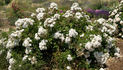 Focus rose photo