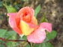 Warszawa rose photo