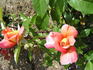 Warszawa rose photo