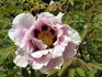 Major Howel peony photo