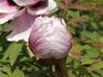 Major Howel peony photo