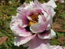 Major Howel peony photo