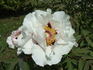 Rockii peony photo
