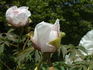 Rockii peony photo