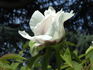 Sinjiangensis peony photo