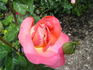 Courtship rose photo