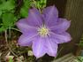 H. F. Young clematis photo