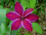Mrs. N. Thompson clematis photo