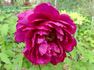 Shimadaijin peony photo
