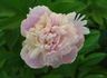 Raspberry Sundae peony photo