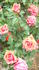 Andante rose photo
