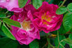 The French Strumpet rose photo