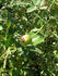 AMCXRB rose photo
