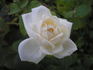 Fürstin von Pless rose photo