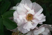 Wild Pearl rose photo