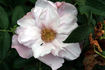 Wild Pearl rose photo