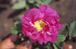 Wild Sea rose photo
