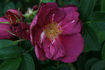 Wild Sea rose photo