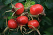 Wild Sea rose photo