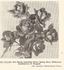Gladys Tweedie rose photo