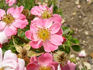 Petit Four ® rose photo