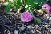 Gourdault rose photo