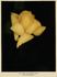 Souvenir de Gustave Prat rose photo