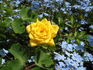 Goldjuwel ® rose photo