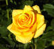 Golden Gate ® rose photo