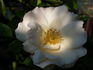 Saga rose photo