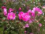 Infertilis rose photo
