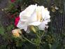 White Swan rose photo