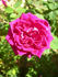 CHXPB rose photo