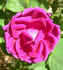 CHXPB rose photo