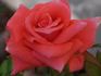 Cheer Up rose photo