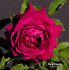 Duc de Bragance rose photo