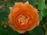 Bendigold rose photo