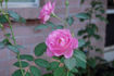Abbott - 077677 rose photo
